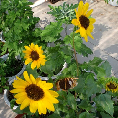 向日葵（單瓣）